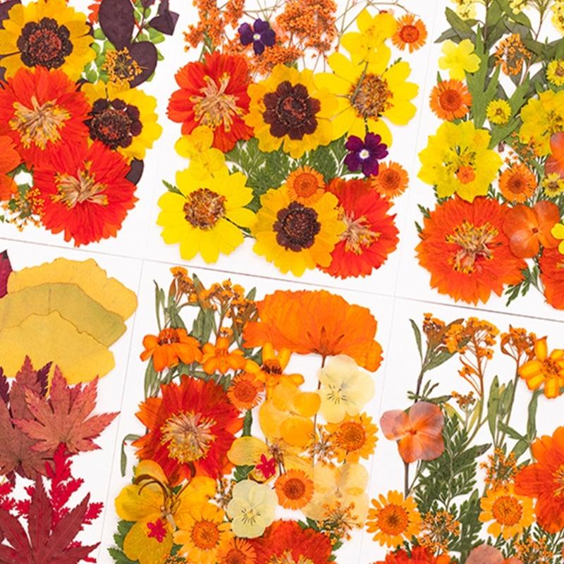 Dried Flower Pressed - Natural Pressed Dried Flower For Resin