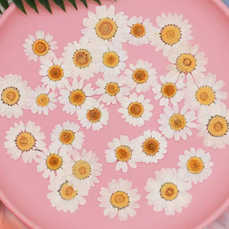 Dried Flower Pressed - 100Pcs Natural White Crystal Chrysanthemum Daisy