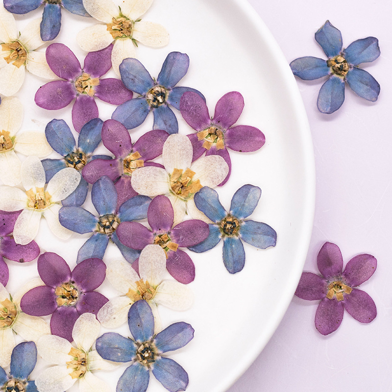Dried Flower Pressed - 12pcs,Pressed Blue Star Flower DIY Drip
