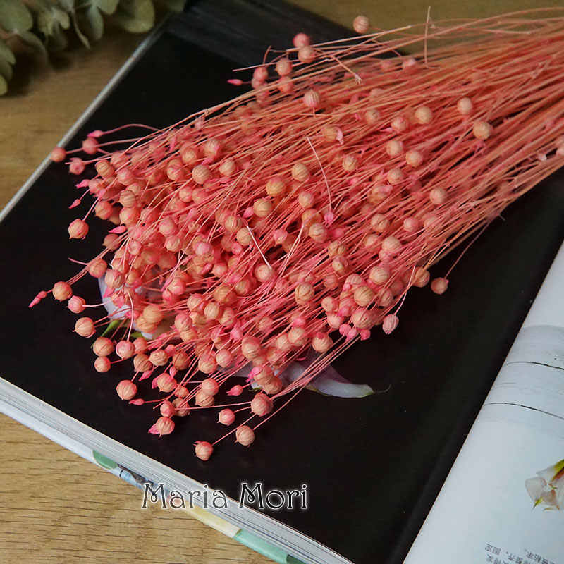 35g/Preserved Ormosia Hosiei N - Dried Flower Pressed ulasan dan harga
