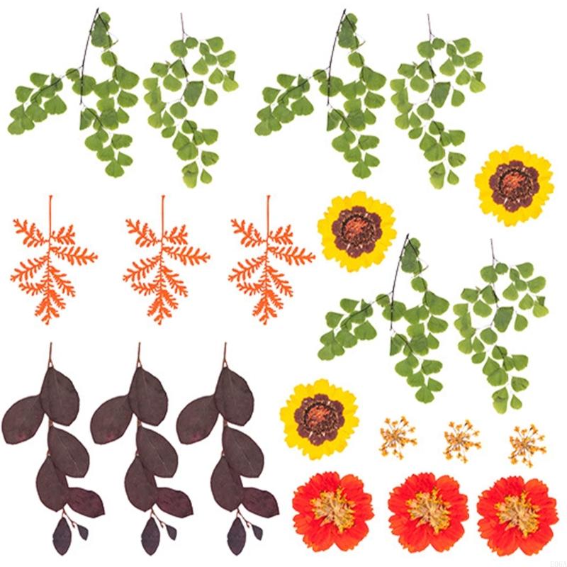 Natural Pressed Dried Flower F - Dried Flower Pressed ulasan dan harga