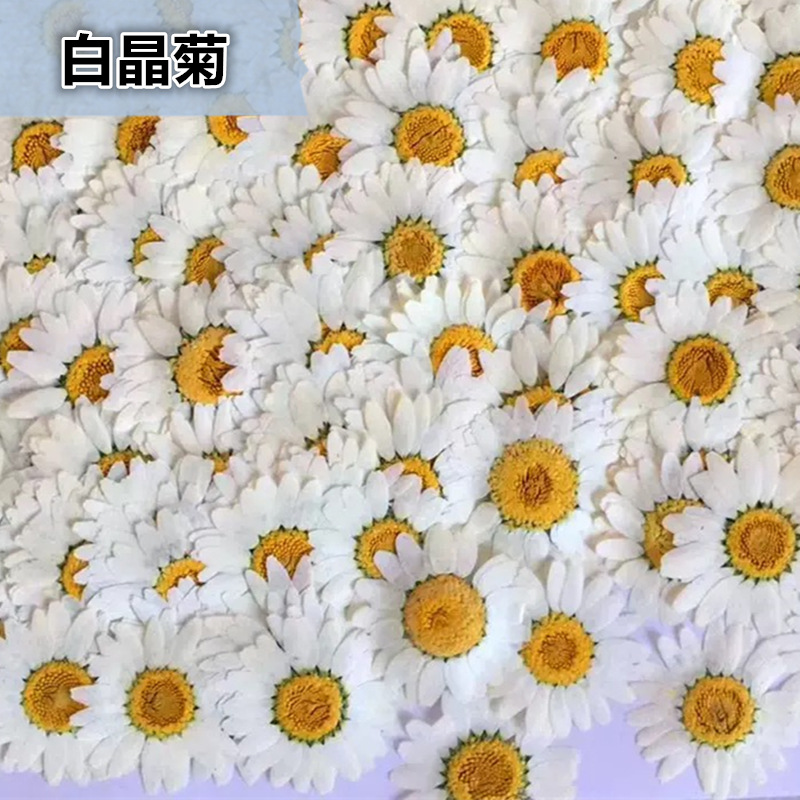 100Pcs Natural White Crystal C - Dried Flower Pressed ulasan dan harga
