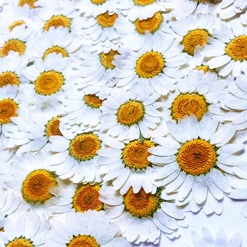 100Pcs Natural White Crystal C - Dried Flower Pressed ulasan dan harga