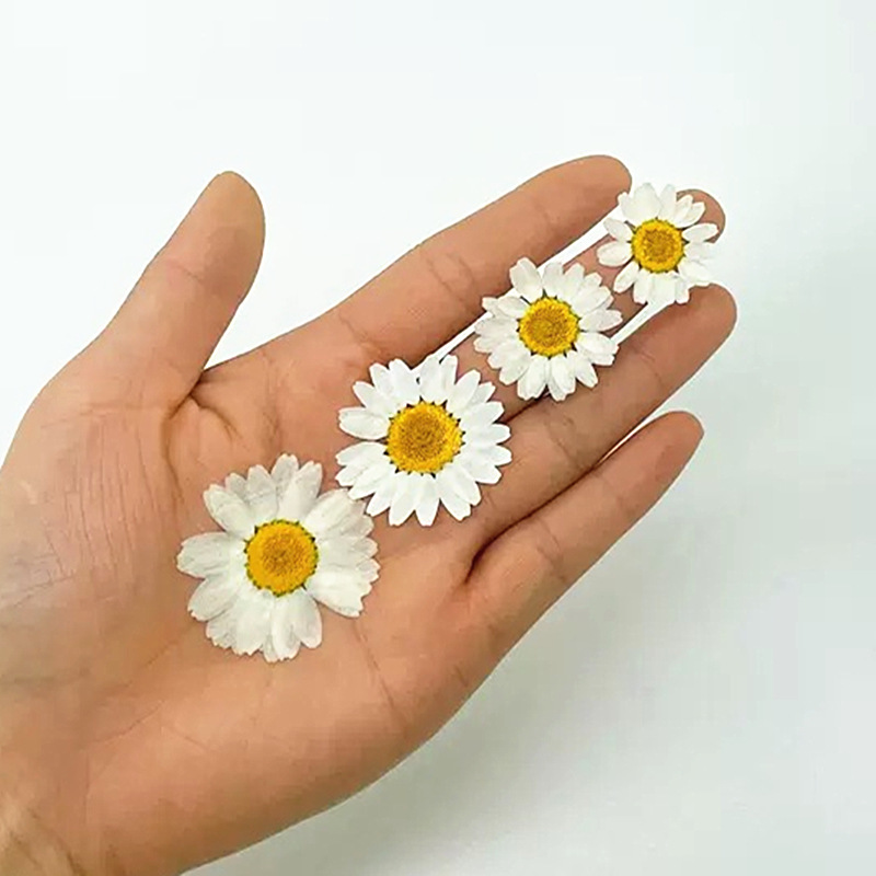 100Pcs Natural White Crystal C - Dried Flower Pressed ulasan dan harga