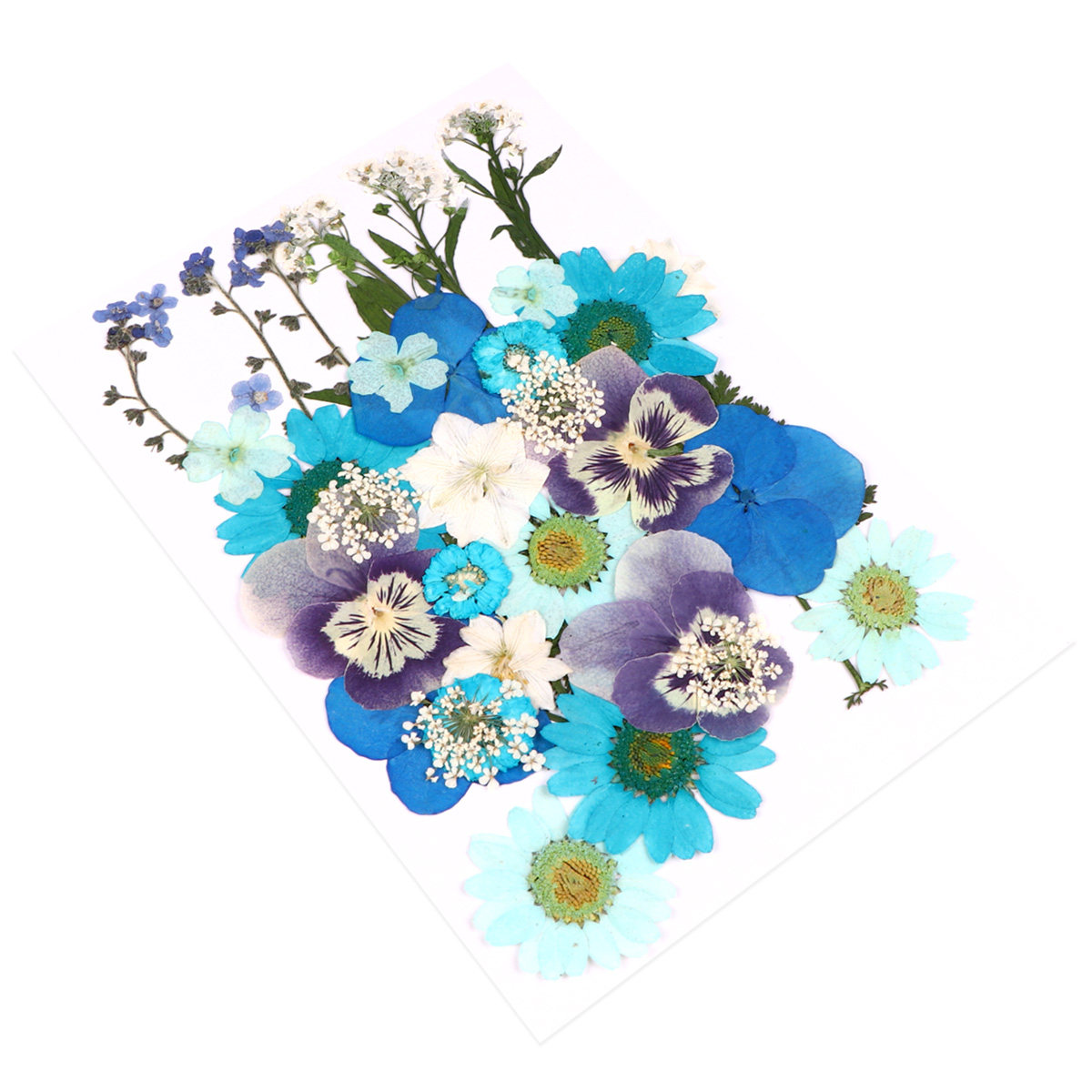 40pcs Pressed Flowers Material - Dried Flower Pressed ulasan dan harga
