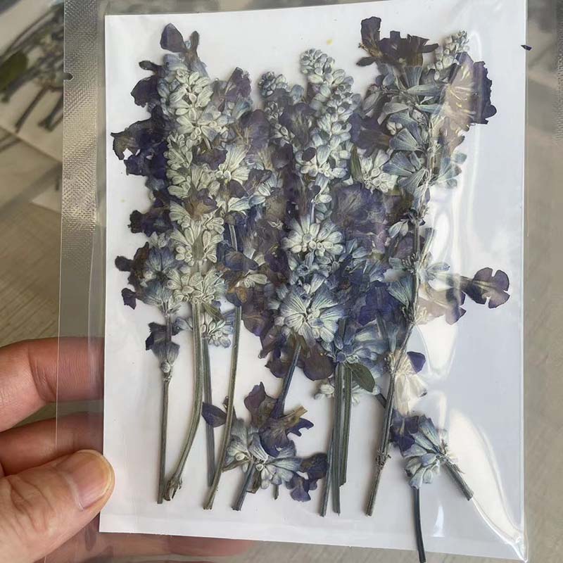 10~15CM/24PCS Real Natural Pla - Dried Flower Pressed ulasan dan harga