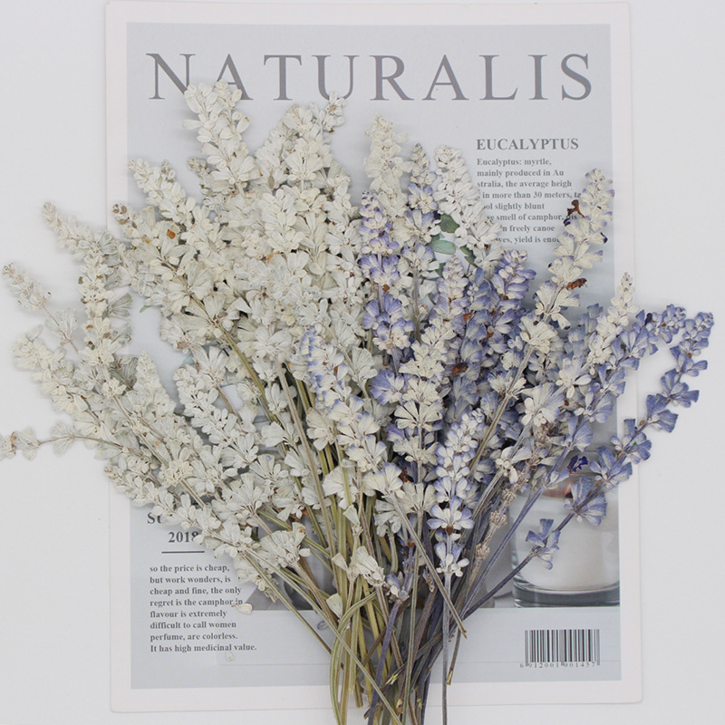 10~15CM/24PCS Real Natural Pla - Dried Flower Pressed ulasan dan harga