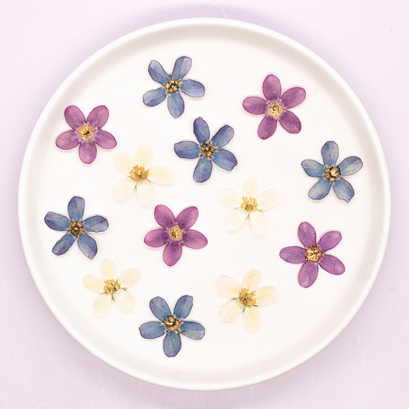 12pcs,Pressed Blue Star Flower - Dried Flower Pressed ulasan dan harga