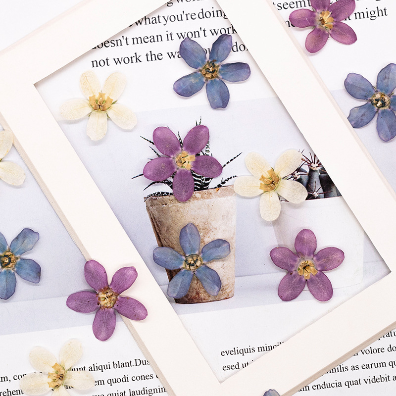 12pcs,Pressed Blue Star Flower - Dried Flower Pressed ulasan dan harga