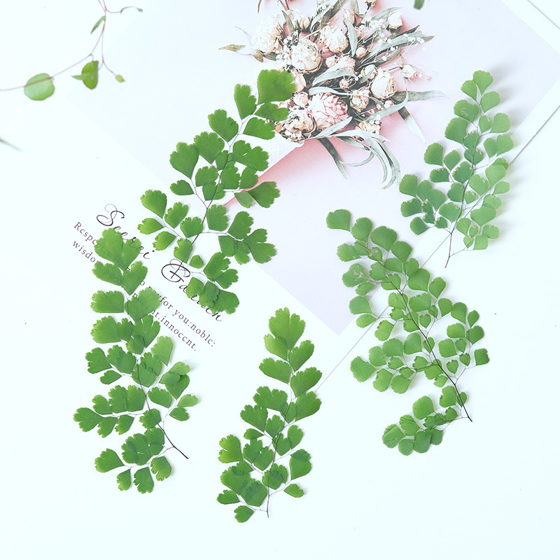 60Pcs Natural Plant Real Flowe - Dried Flower Pressed ulasan dan harga