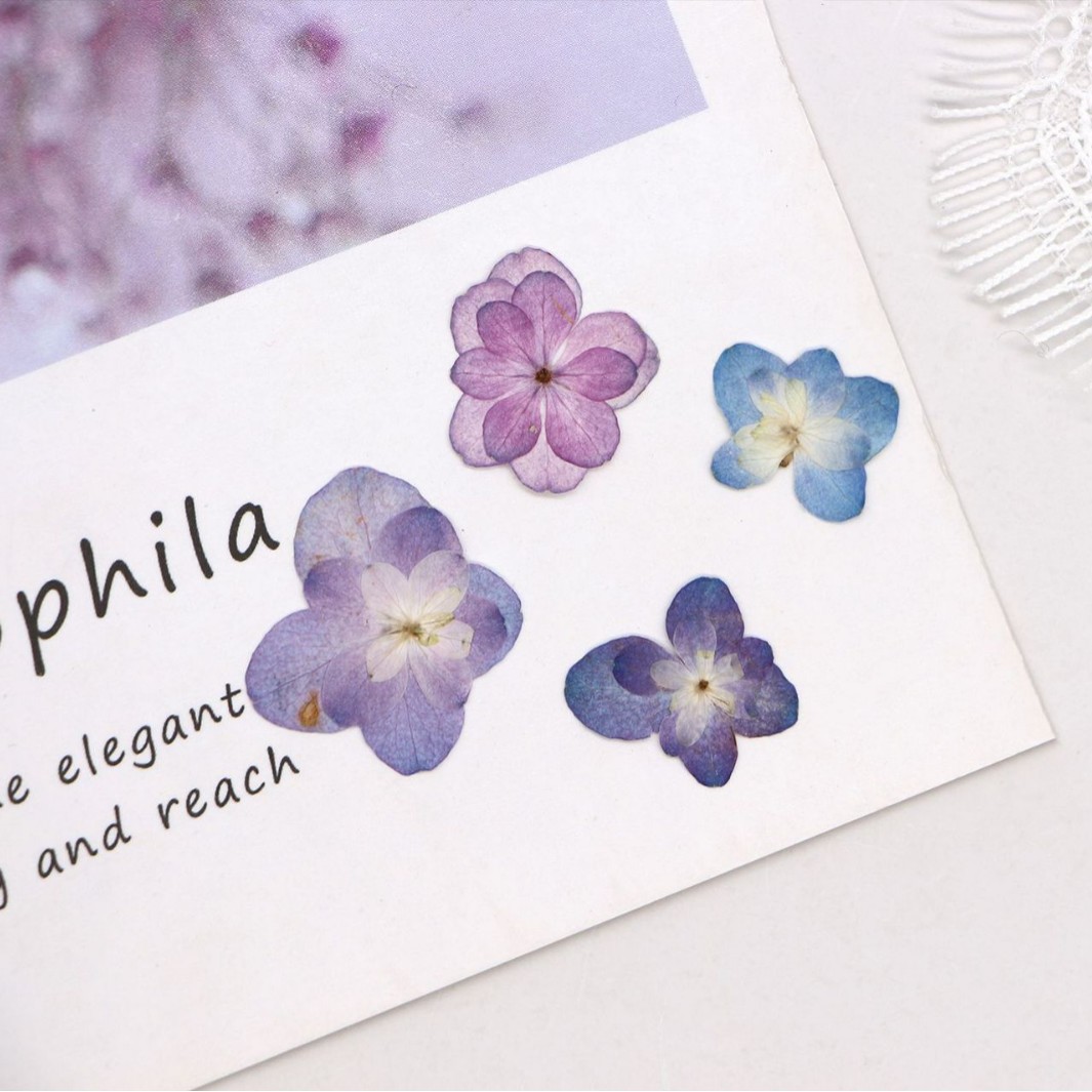 60Pcs Mini Double-Flowered Hyd - Dried Flower Pressed ulasan dan harga