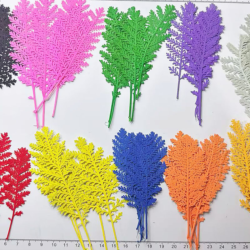 100Pcs Natural Silver Feather  - Dried Flower Pressed ulasan dan harga